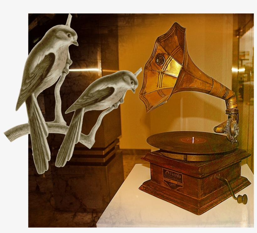 Birds Listening - Music, transparent png