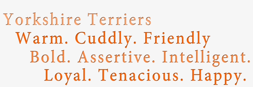 Characteristic Yorkshire Terrier Yorkie - Yorkshire Terrier, transparent png