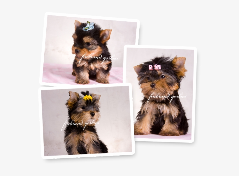 Updated - - Yorkshire Terrier, transparent png
