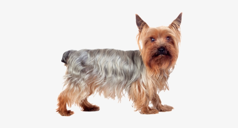 Yorkie I'm A Cutie Nail Art - Yorkshire Terrier, transparent png