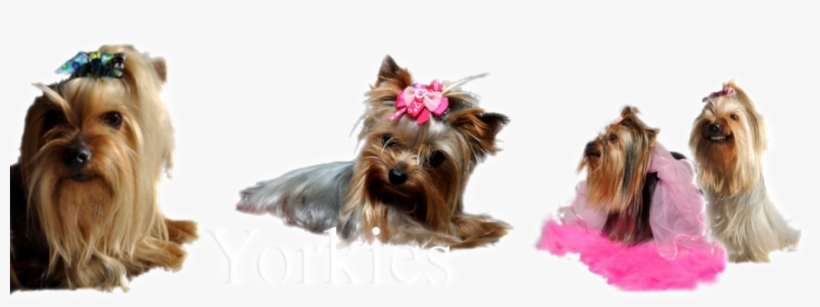 Australian Silky Terrier, transparent png