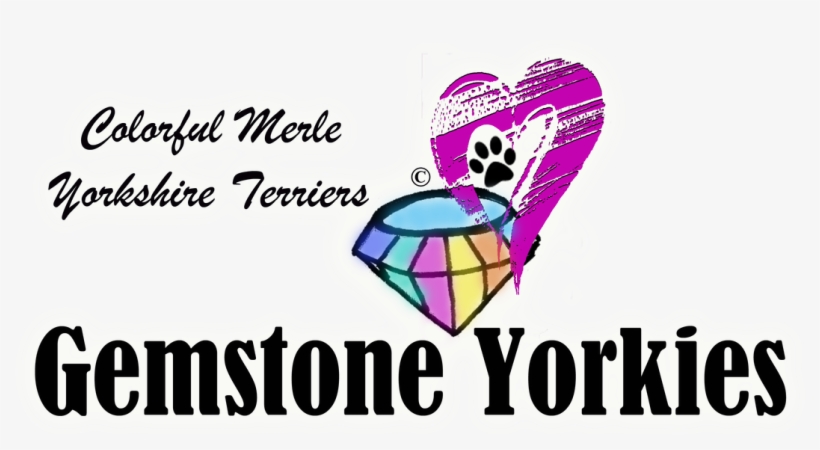 Home - Yorkshire Terrier, transparent png