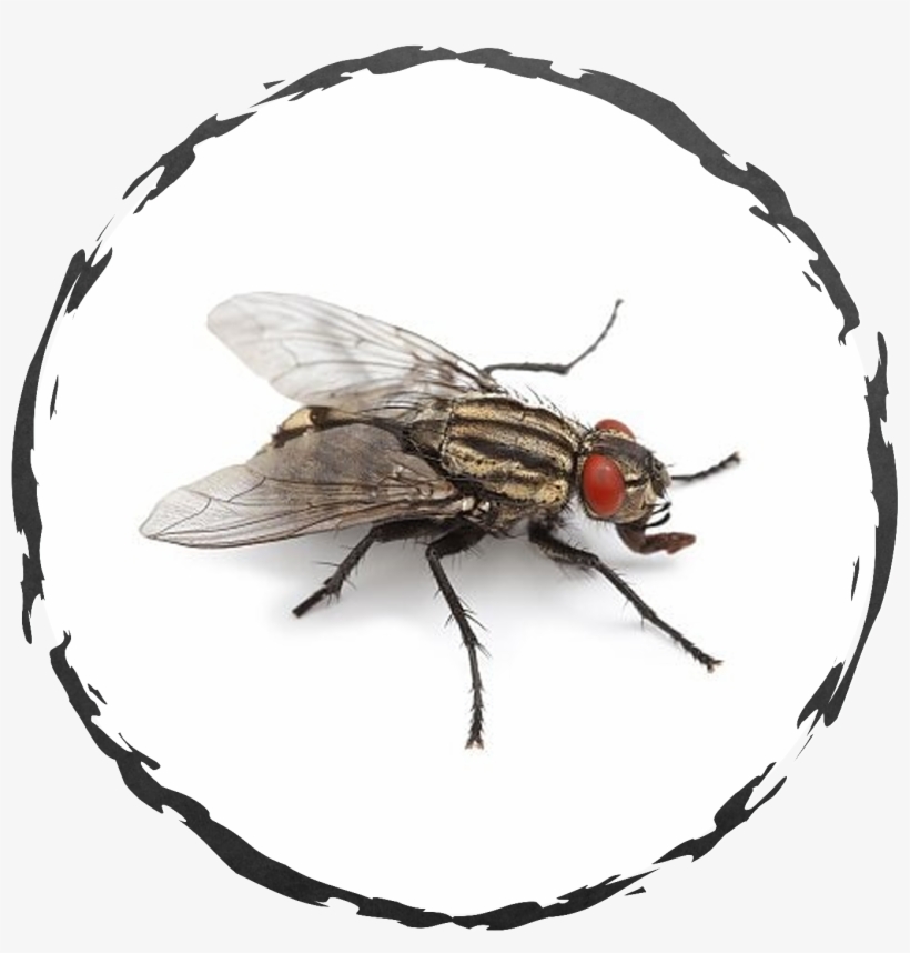A Detailed Inspection Of The Property May Be Necessary - Central Exterminating Services, transparent png