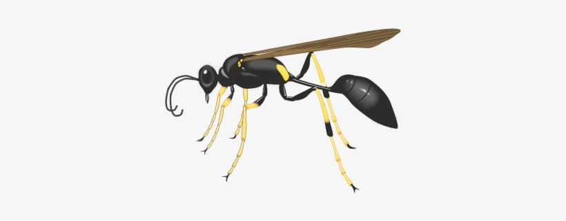 Commercial Use Flying Insects, Insect, Nature, Animal - Insect, transparent png