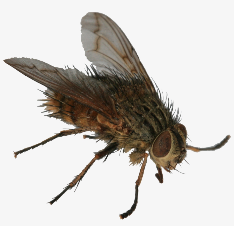 With Several Thousand Sheep As Neighbours, It's No - Butterfly, transparent png