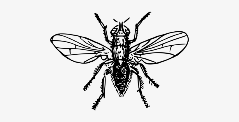Fly Brush-footed Butterflies Insect Bee Drawing - Drawing, transparent png