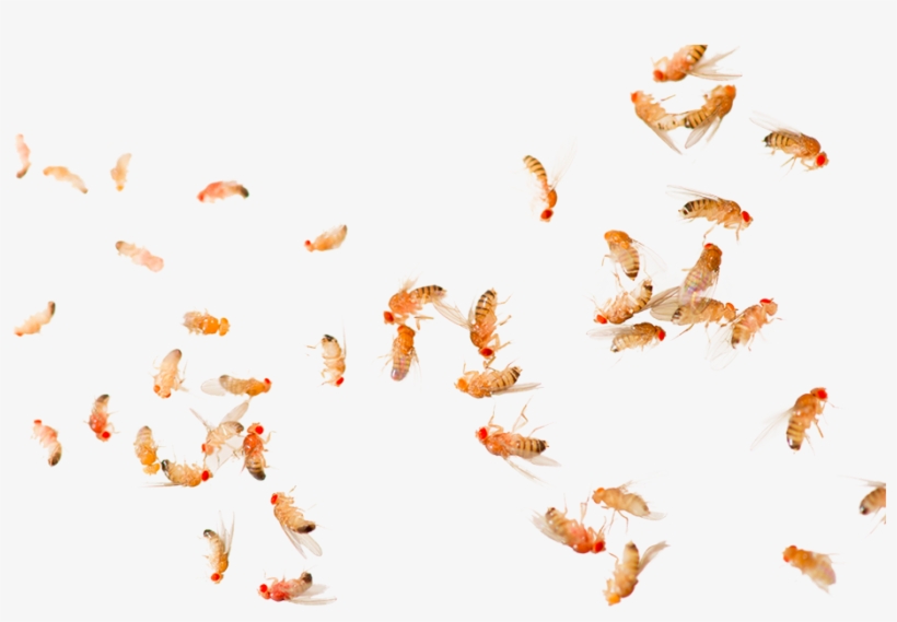 Each Jar Contains Several Fruit Flies - Common Fruit Fly, transparent png