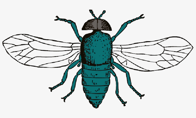 Mb Image/png - Cartoon Fly Shower Curtain, transparent png