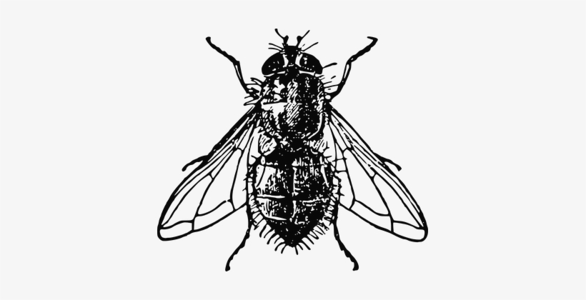 Housefly Insect Fly House Dirty Unhygienic - House Fly Illustration, transparent png