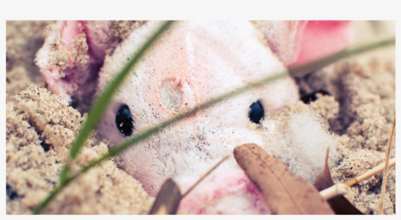 Lord Of The Flies3, transparent png