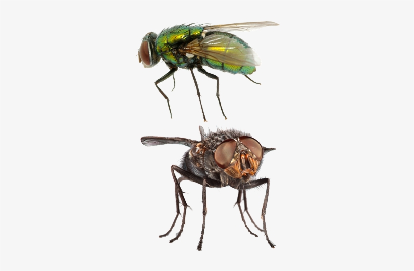 Flies - Brachycera, transparent png