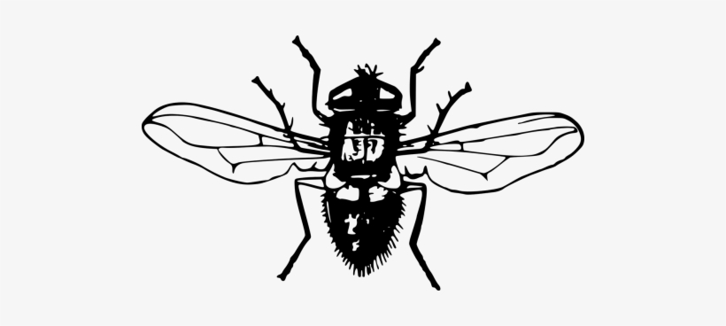 Vector Graphics,free Illustrations,free - Fly Png Black, transparent png
