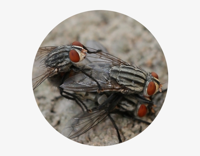 Flies Are Adapted For Aerial Movement And Typically - Flies Mating, transparent png