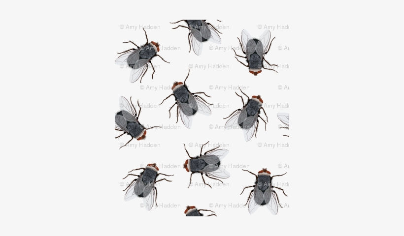 Flies - Romantic Fly Card, transparent png