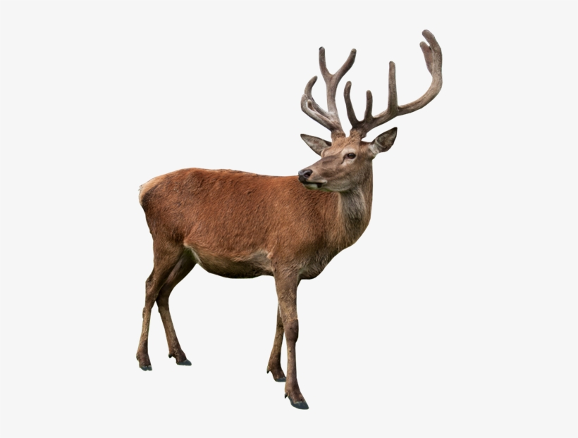 Related Wallpapers - Deer Statue, transparent png