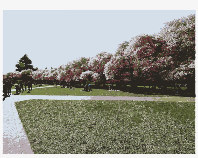 Cherry Blossoms In April, transparent png
