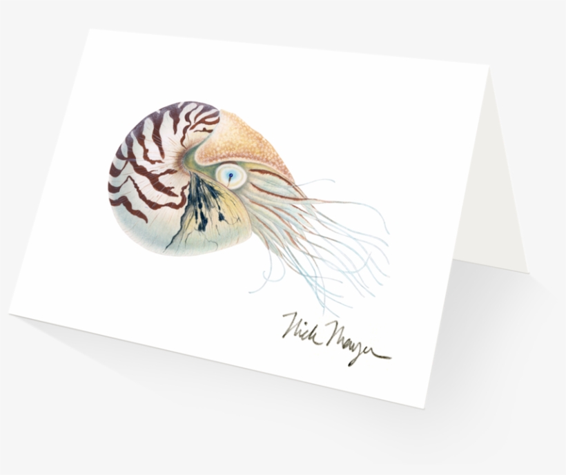 Chambered Nautilus, transparent png