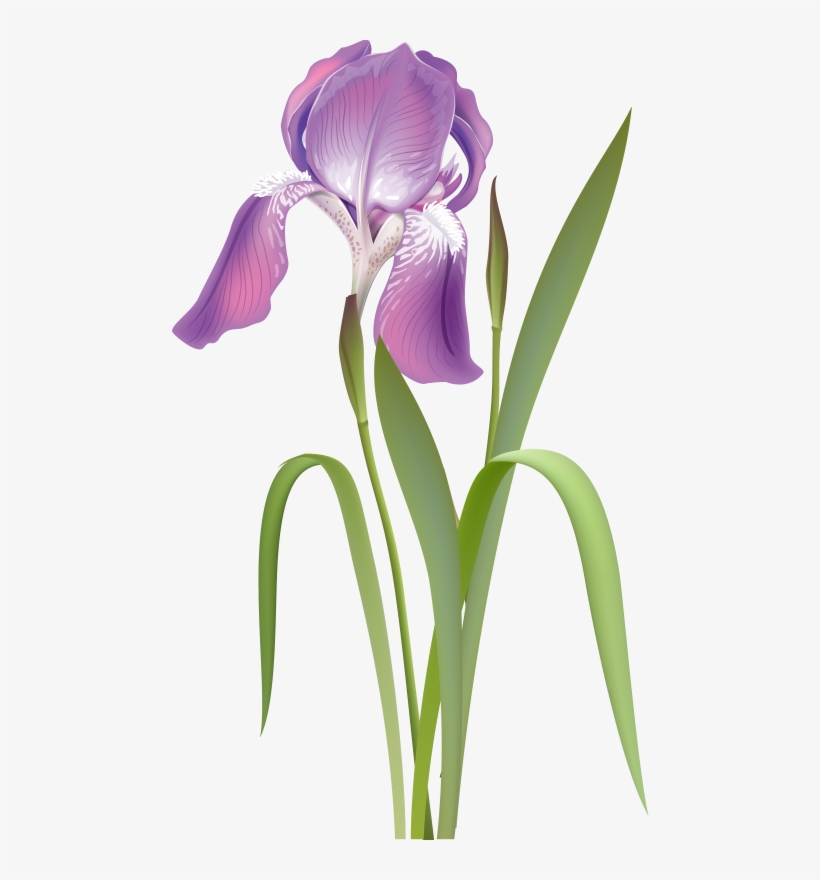 0 12c2bd Ed24284d Orig - Ирис Рисунок Вектор, transparent png