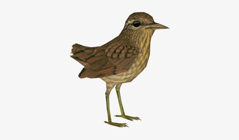 Stephen Island Wren - Wren Transparent, transparent png