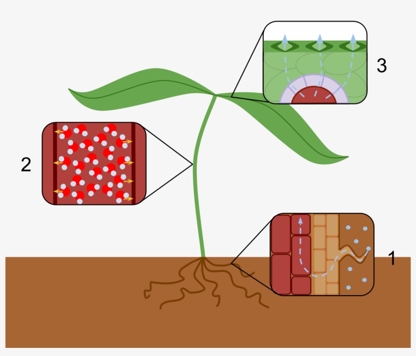 Effect Of Water Scarcity On Plants Reduce Transpiration, transparent png