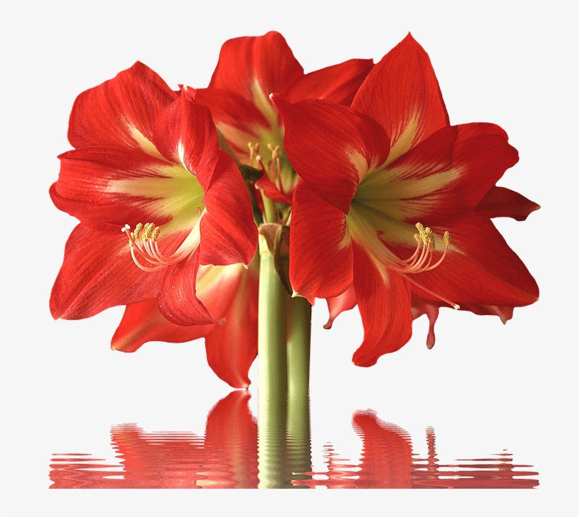 Banner Royalty Free Download Amaryllis Drawing Red - Types Of Red Flowers, transparent png