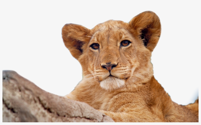 Lion, transparent png