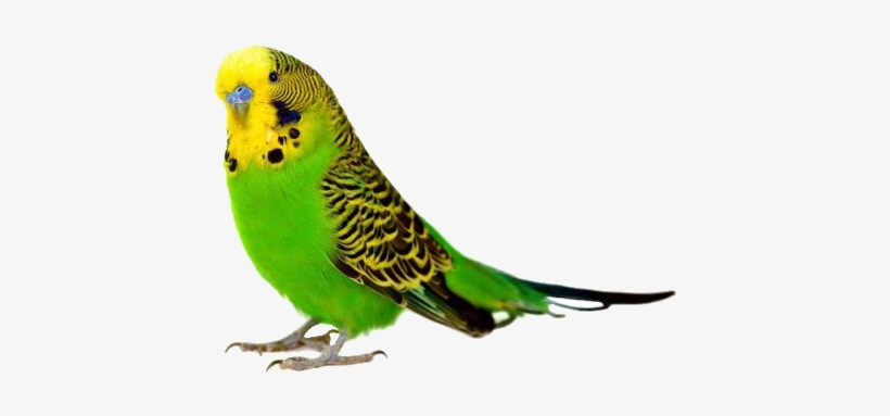 Parakeet - Bird Parakeet, transparent png