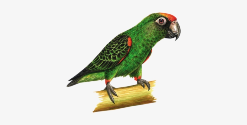 Parrot-bamboo - Parrot On Bamboo Mugs, transparent png