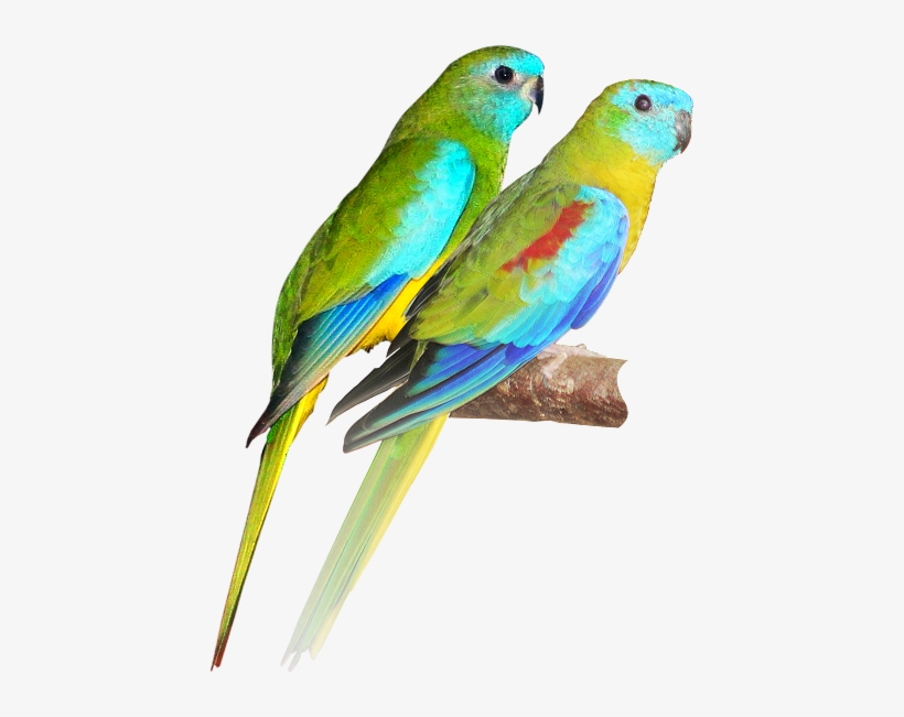 Color Theme Letting Nature Pick The Color Theme For - Turquoise Parrot, transparent png