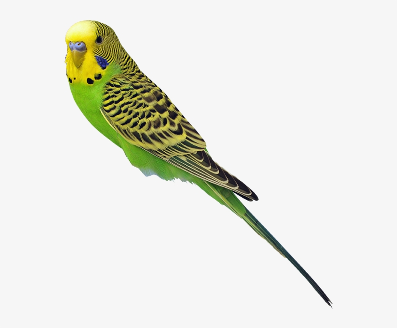Small Parakeets - Delicatessen, transparent png