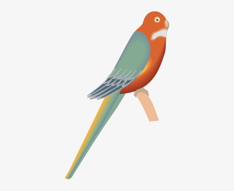 Parakeet Svg Clip Arts 366 X 591 Px, transparent png