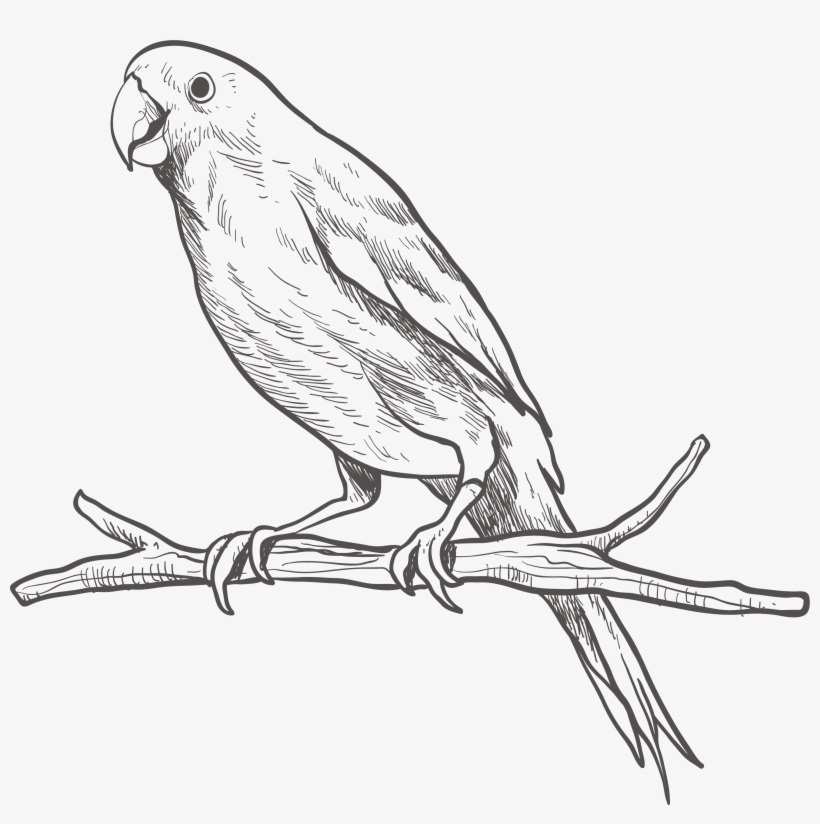 Parrot Bird Parakeet Sketch - Parrot Black And White Png, transparent png
