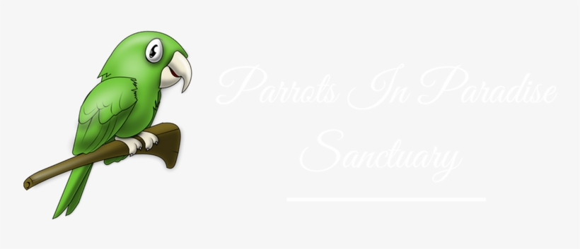 Parakeet, transparent png