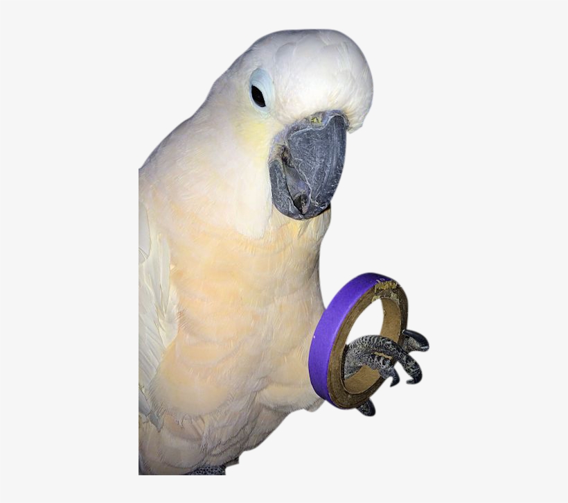 Cardboard, transparent png