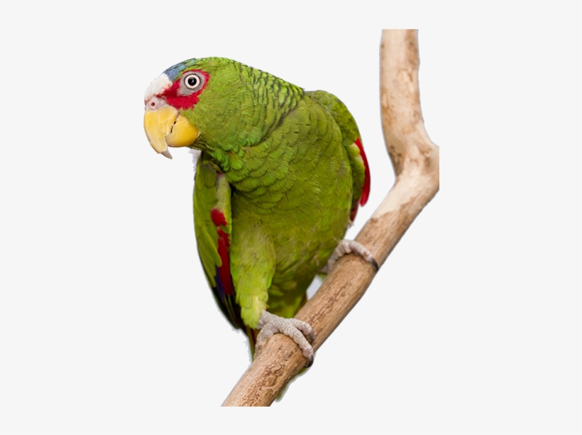 Amazon Main 2 - Budgie, transparent png