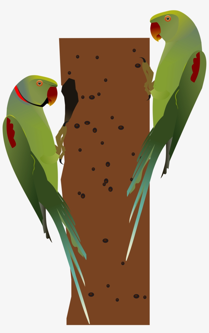 Open - Alexandrine Parrot Png, transparent png
