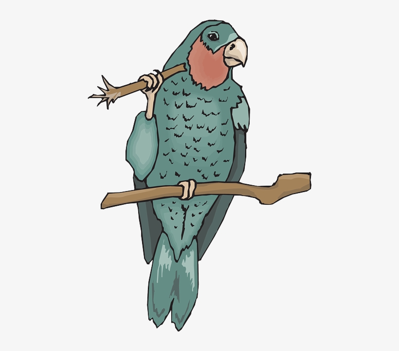 Bird, Branch, Wings, Parrot, Beak, Claws, Amazon, Twig - Amazon Coloring Pages, transparent png