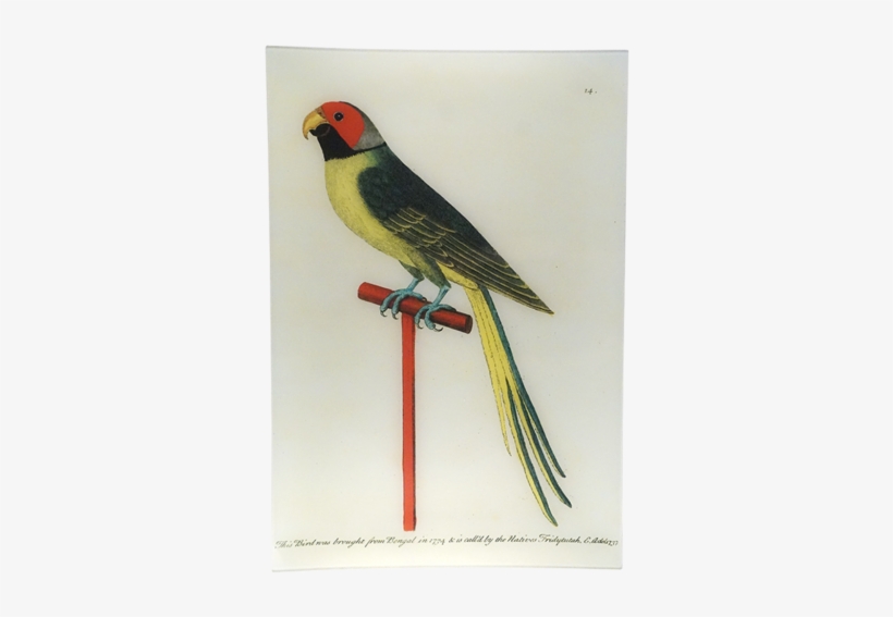 Albin's Paroquet Albin's Paroquet - Parakeet, transparent png
