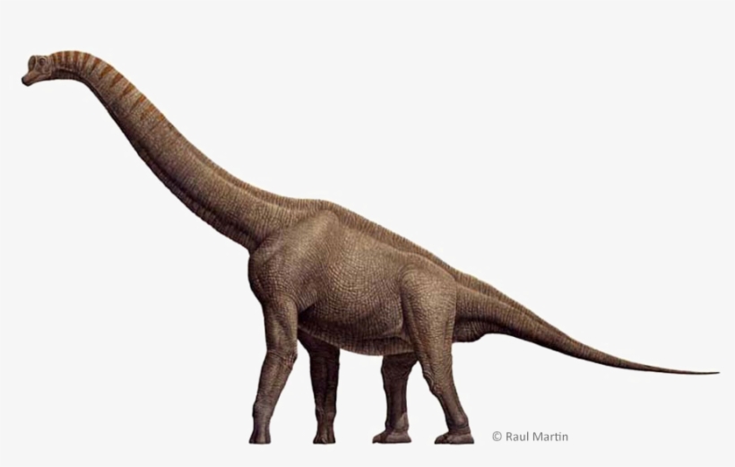 Brachiosaurus Png Free Download - Imagem De Dinossauro Braquiossauro, transparent png