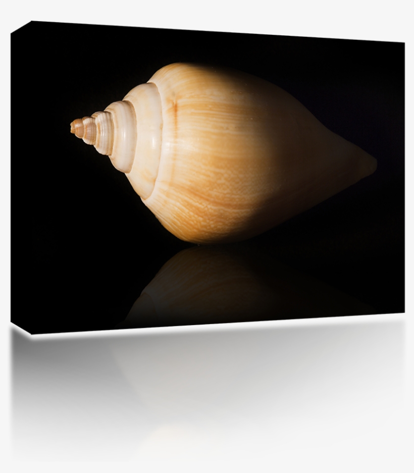 Sea Shell - Wireless Speaker, transparent png