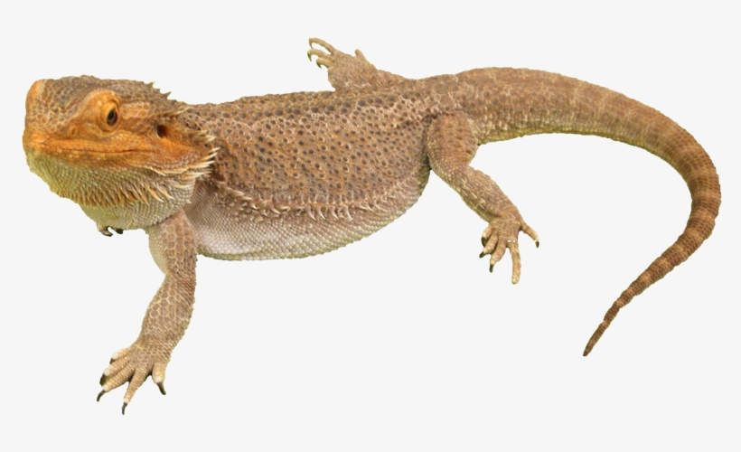 Bearded Dragon Png Photos - Bearded Dragon No Background, transparent png