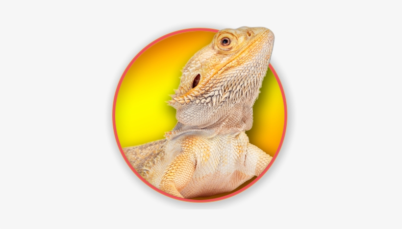 Magnet & Steel Bearded Dragon Calendar 2017, transparent png
