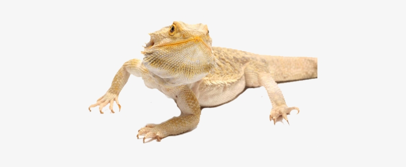 Is A Bearded Dragon Right For You - Bearded Dragon Found, transparent png