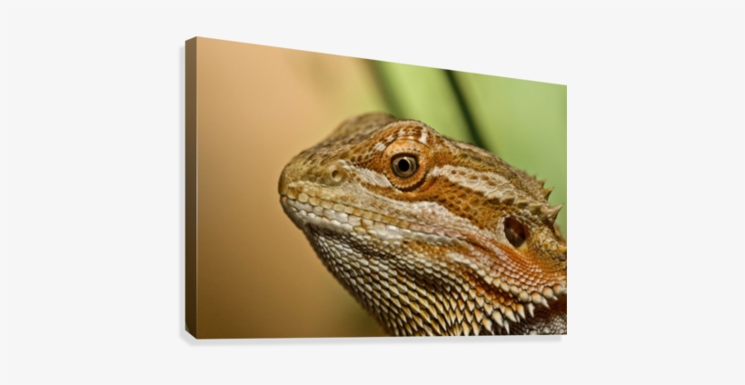 Bearded Dragon Lizard Canvas Print - Supplier Generic Bearded Dragon Lizard (pogona) Canvas, transparent png