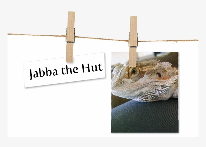 Breed Bearded Dragon Location Bellingham, Washington - Oatmeal, transparent png