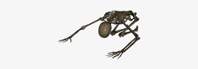 Skeleton - All Png And Background, transparent png