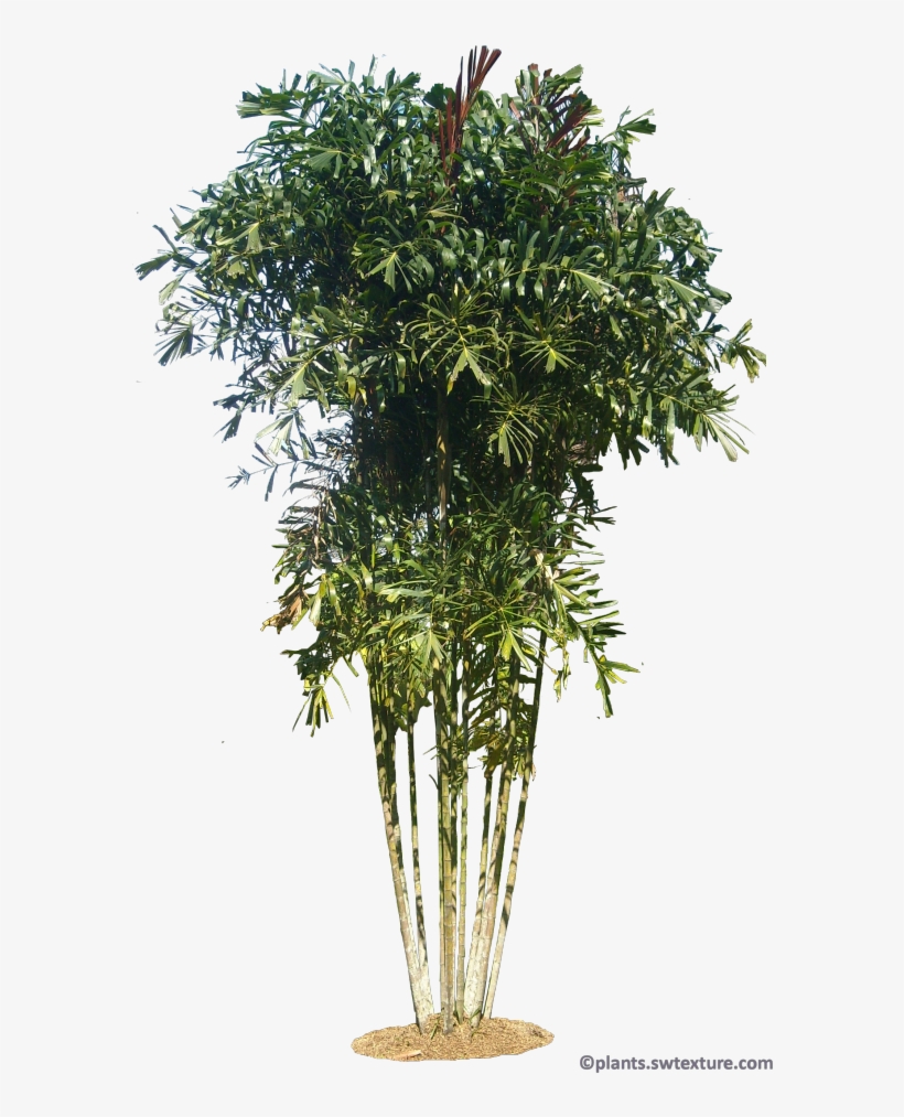 Gronophyllum Microcarpa - Png Plants, transparent png