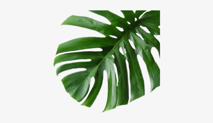 Wall Decor Monstera, transparent png