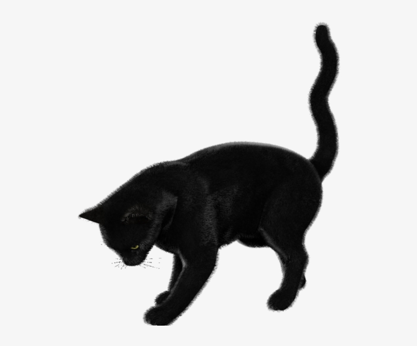 Free Download Cat Clipart Black Cat Bombay Cat Korat - Cat Render, transparent png