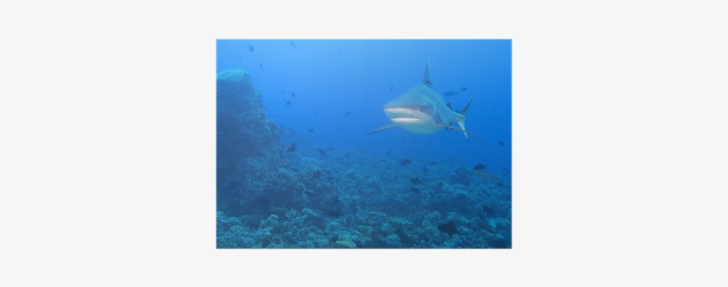 Grey White Shark Jaws Ready To Attack Underwater Poster - Underwater, transparent png